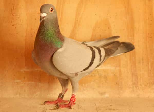 Home To Roost My Life As A Pigeon Fancier Global The