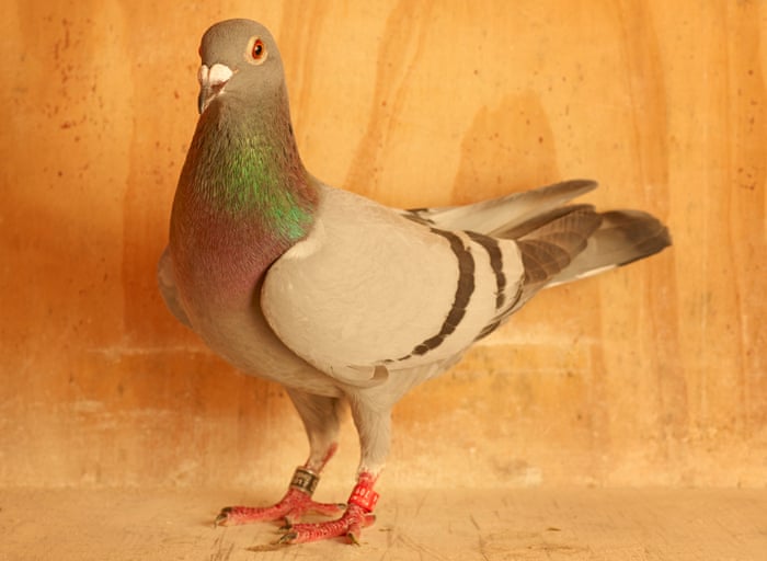 Home To Roost My Life As A Pigeon Fancier Birds The Guardian Home To Roost My Life As A Pigeon Fancier Birds The Guardian