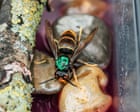 Beekeepers warn of Asian hornet threat and call for UK awareness campaign