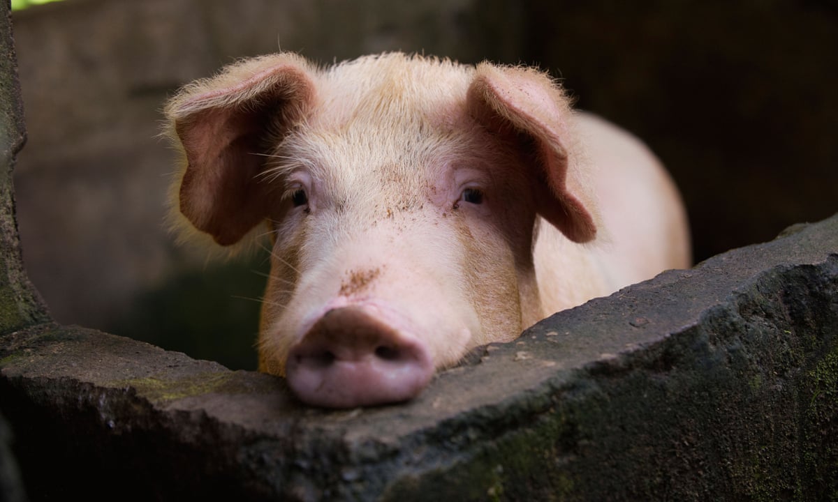 new swine flu with pandemic potential identified by china researchers swine flu the guardian
