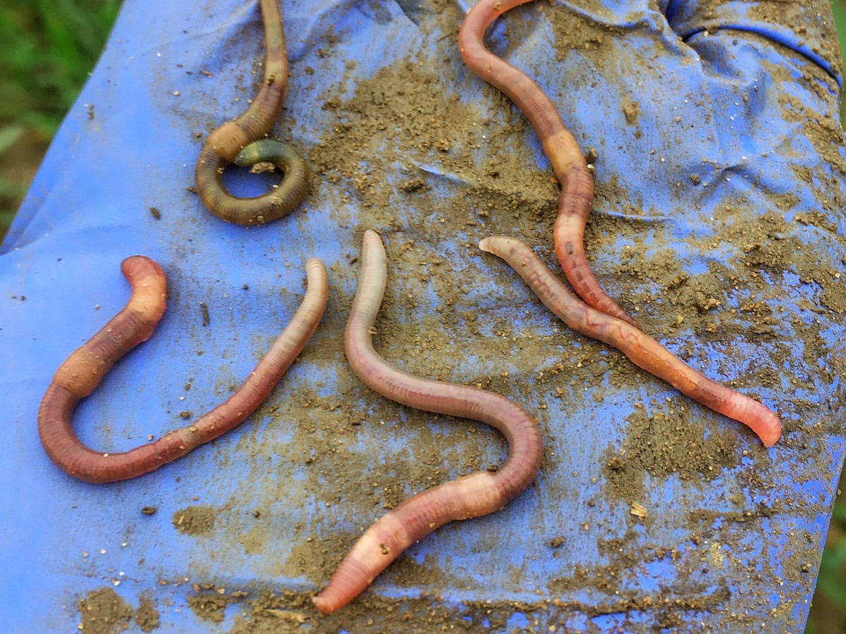 Specieswatch: farmers fight to save Britain's disappearing earthworms |  Soil | The Guardian