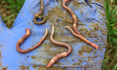 Topsoil worms on a gloved hand