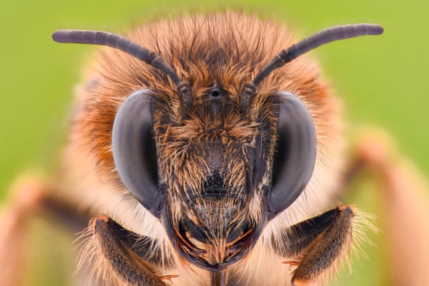 Close-up of a honey bee’s face