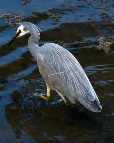 A white faced heron in Elsternwick park
