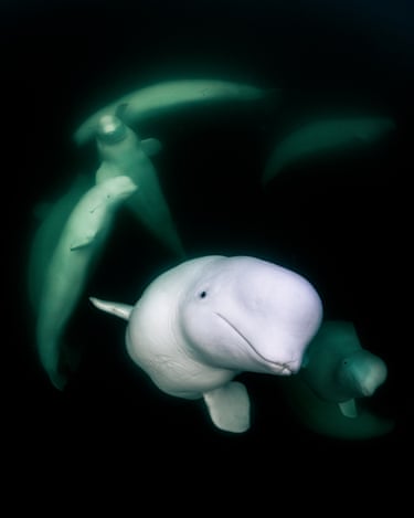 White beluga approaches the camera, with other belugas in the background
