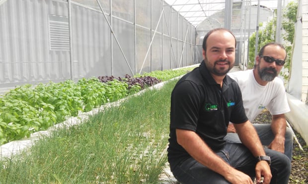 Jorge and Pedro Casas at one of their two greenhouses where they produce organic herbs.