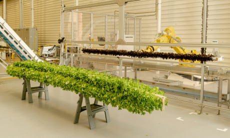 A yellow robot and a vertical farming pole