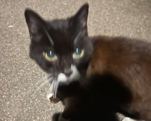 The official random feline of the Guardian Thursday quiz