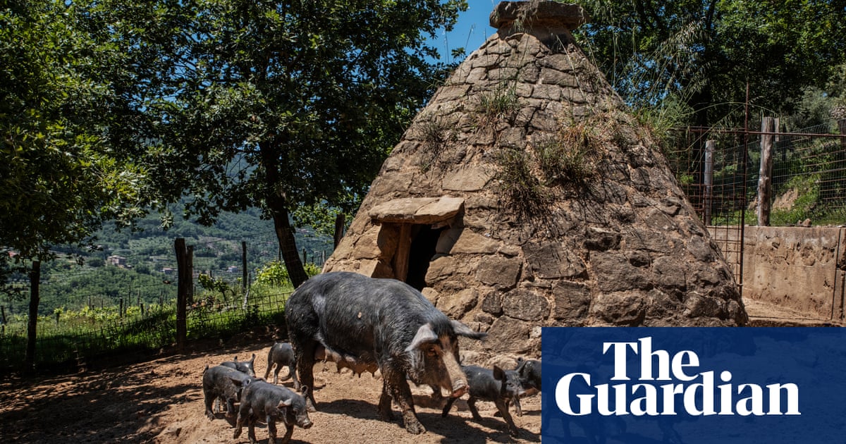Sicily’s prize pigs: can niche farms hold out against mega pork?