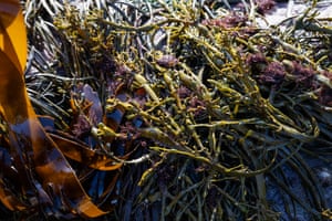 Fingertare and knotted wrack seaweed after being picked up at low tide in Vareid