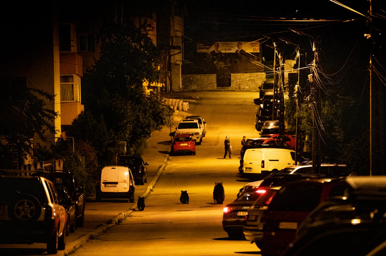 A mother bear walks with her cubs on a quiet street in a town in Transylvania