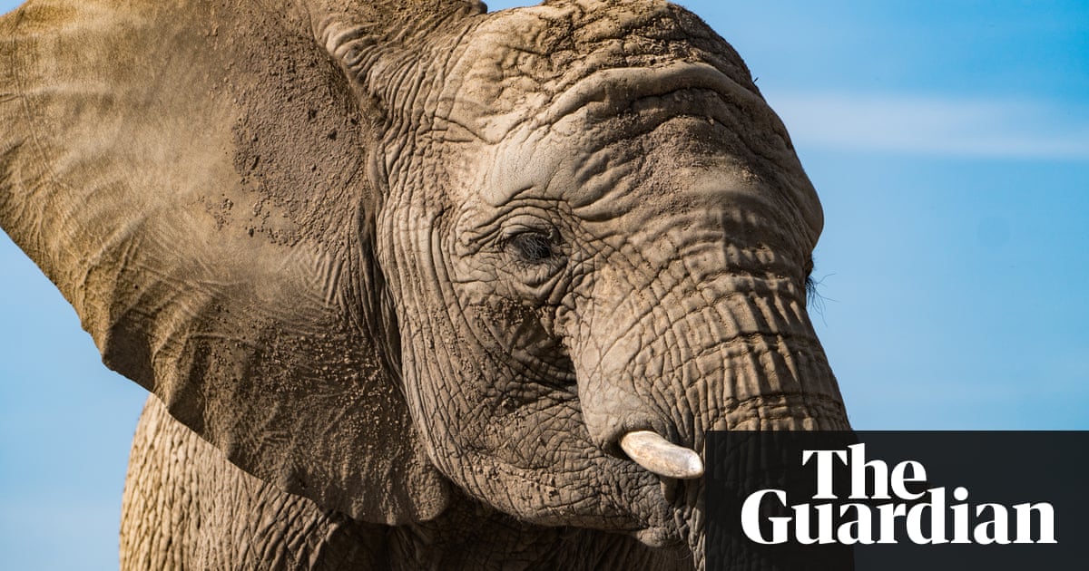 UK to tighten laws on 'abhorrent' ivory trade | Environment | The Guardian