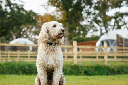 Dog domes at The Little Retreat.