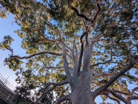 Smooth barked apple myrtle (Angphora costata) in Prahran