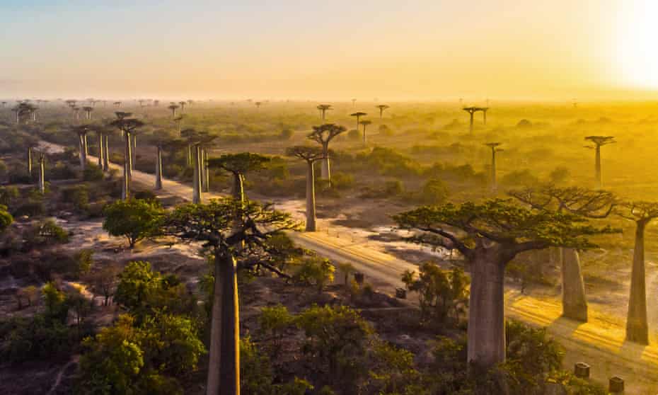 Why Seed Banking Threatened Species In Madagascar Is Vital Madagascar The Guardian Why Seed Banking Threatened Species In Madagascar Is Vital Madagascar The Guardian