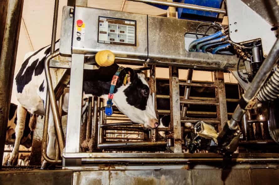 A Holstein cow waiting to be milked using automated milking equipment, Alberta, Canada.