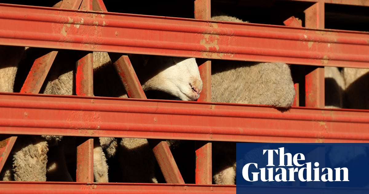 ‘Serious animal welfare concerns’: Australian authorities investigate alleged breach of livestock export rules