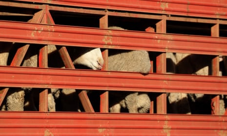 Sheep on a live export truck/container.