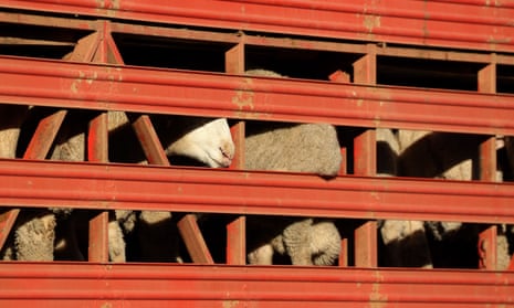 Sheep in a pen on a ship