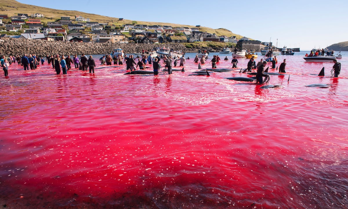 Two Sea Shepherd whale hunt protesters arrested in Faroe islands | Sea Shepherd Conservation Society | The Guardian