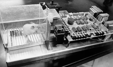 A laboratory rat inside a ‘Skinner box’.