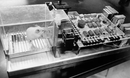 Lab rat pushing button to get food.