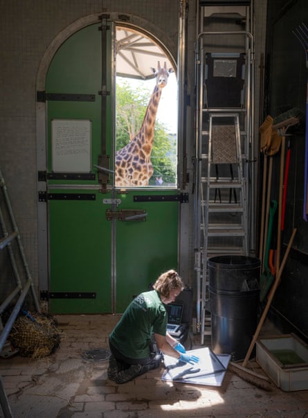 Molly the giraffe looks on while vet nurse manager Sheryl Bradley prepares the plate of a portable digital X-ray for Spot, a 20-year-old Chapman’s zebra. Zebras and giraffes share London zoo’s giraffe house, built in 1836