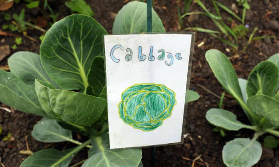 Fresh cabbages grow on a children’s allotment in Bradford