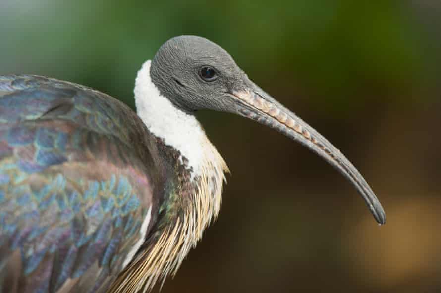 Straw-necked Ibis.