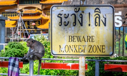 A longtail macaque sitting next to a sign reading “Beware monkey zone” in the town of Lopburi, some 155km north of Bangkok.