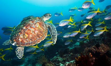 Coral reef scenery with a Green sea turtle and fusiliersGreen turtle [Chelonia mydas] with a school of Deep-bodied fusiliers (Caesio cuning) in background.