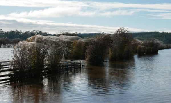 World S Widest Web Flood Hit Spiders Find Higher Ground Environment The Guardian