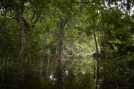 Tall trees in a tropical forest, with sunlight falling between two shaded areas.
