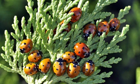 ‘Was this swarm of ladybirds a lesson in the vivid horror of nature?’