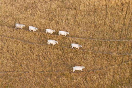 Half a dozen cows walk through a dry field.