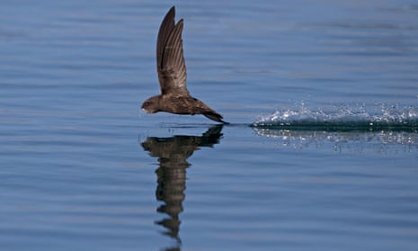 A swift flying low over water