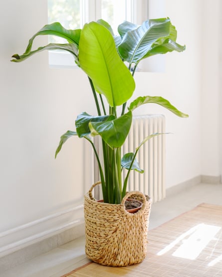 Plante d'intérieur strelitzia nicolai dans une pièce lumineuse
