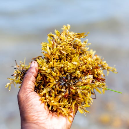 A hand holding a clump of brown seaweed