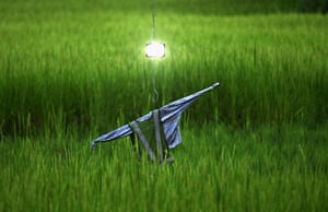 A scarecrow with a floodlight attached in the Nagaon district of Assam, India.