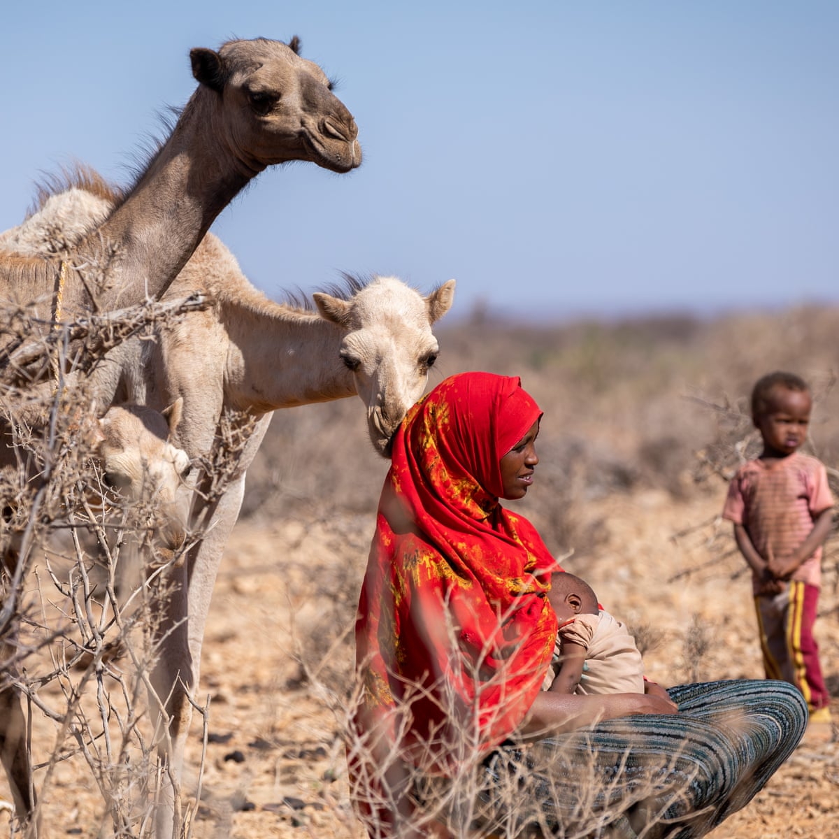 We pray for rain': Ethiopia faces catastrophic hunger as cattle perish in  severe drought | Hunger | The Guardian