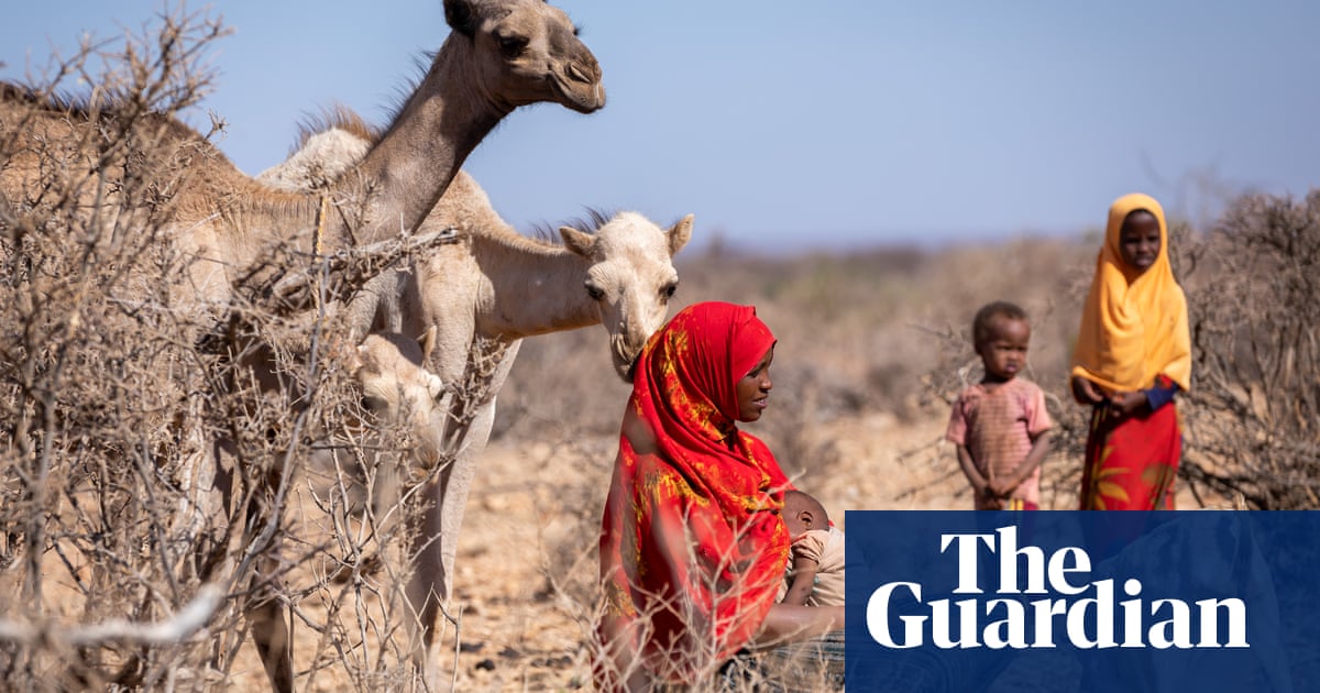 ‘We pray for rain’: Ethiopia faces catastrophic hunger as cattle perish in severe drought
