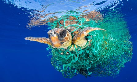 Sea turtle trapped in net