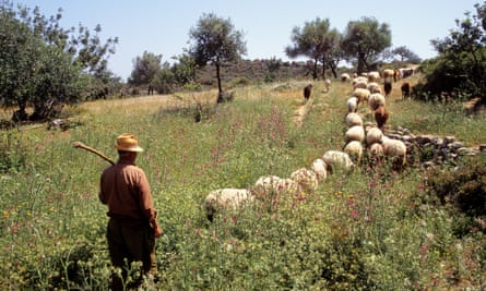 A Cypriot farmer with his herd. Officials are seeking an EU ruling to ensure the cheese can only be made 
on the island.
