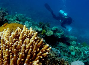 Zoe Richards diving off Lizard Island