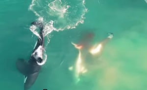 Orcas atacam tubarão
