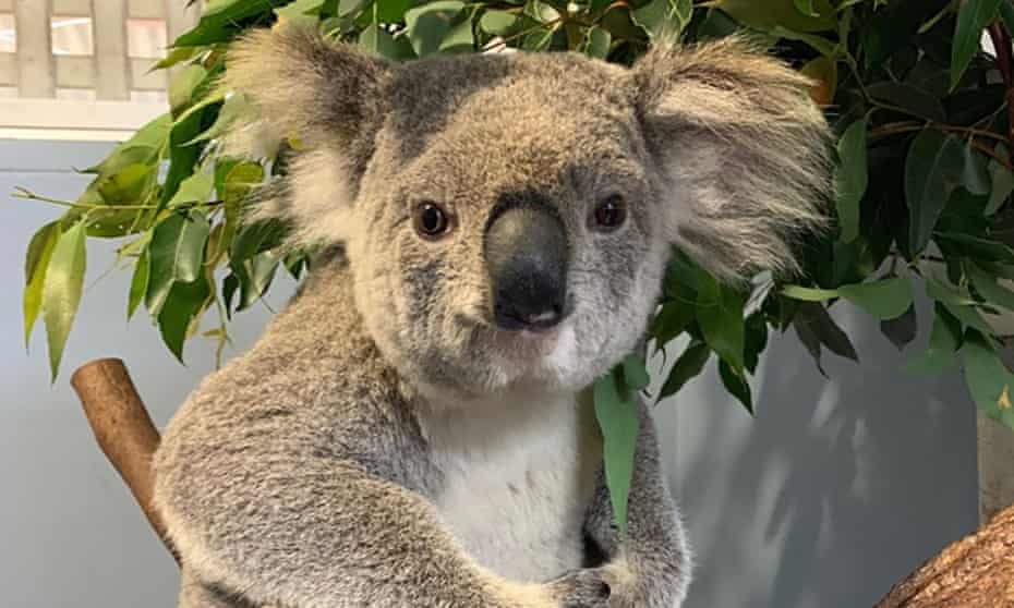 Wazza The Koala Survives 110km H Trip On Nsw Highway With Only A Gravel Rash Wildlife The Guardian Wazza The Koala Survives 110km H Trip On Nsw Highway With Only A Gravel Rash Wildlife The Guardian