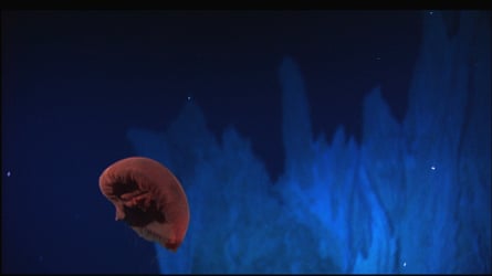 A red deep-sea jelly fish.