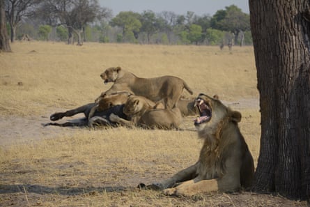 Lions in a savannah landscape