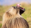 Male gelada baboon displaying its teeth and gums
