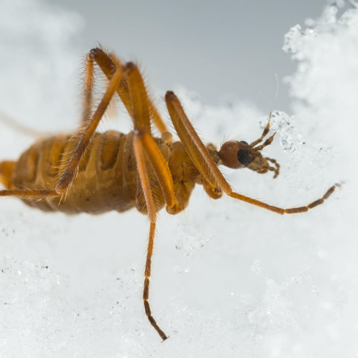una taza de periodista Subproducto Snow fly in US and Canada can detach its legs to survive, research shows |  Insects | The Guardian